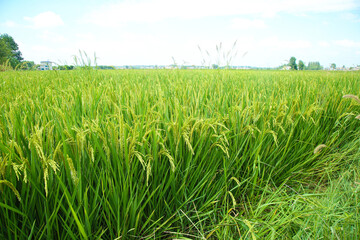 Obraz premium Ripe Golden Rice Paddy Fields Ready for Harvest in Agricultural Farmland