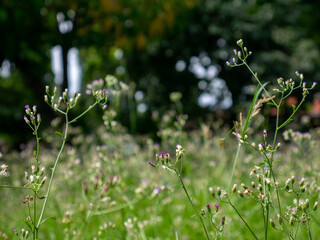 Field of Vernonia cinerea wildflowers with fresh green background in nature.