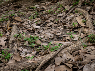 Tree base with exposed roots and fallen dry leaves on forest ground.