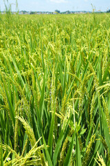 Obraz premium Golden Rice Field Ready for Harvest in Beautiful Countryside Agricultural Landscape