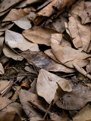 Dry fallen leaves texture background in autumn season.