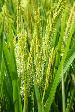 Beautiful Green Rice Grains Maturing on Stalks in Farmland During Golden Harvest Season
