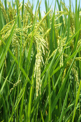 Fototapeta premium Golden Rice Paddies Ready for Harvest in Green Agricultural Farmland