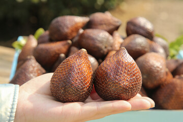 Fresh Salak Snake Fruit in Hand - Traditional Indonesian Tropical Fruit Display