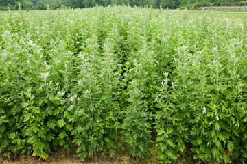 Fresh Mugwort Field with Large Green Plants Growing in Agricultural Area
