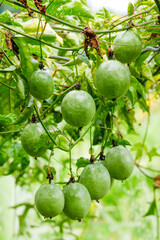 Fresh Green Passion Fruits Growing on Vine in Tropical Garden