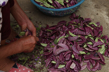 Fresh Purple Lentils Being Hand Sorted on Ground - Traditional Food Preparation Agriculture