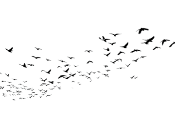 A vast, dark-hued swarm of tiny, multicolored specks, resembling a stylized bat wing formation against a pure black background.  The specks vary in size and color, creating a textured visual effect