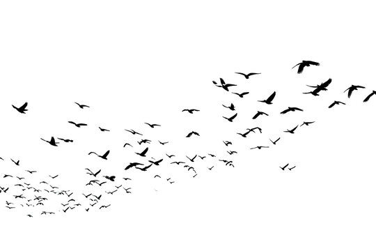 A vast, dark-hued swarm of tiny, multicolored specks, resembling a stylized bat wing formation against a pure black background.  The specks vary in size and color, creating a textured visual effect