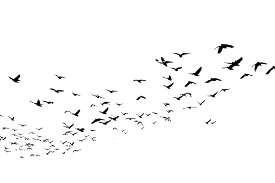 A vast, dark-hued swarm of tiny, multicolored specks, resembling a stylized bat wing formation against a pure black background.  The specks vary in size and color, creating a textured visual effect