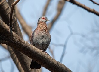 South African garden birds - speckled pigeon