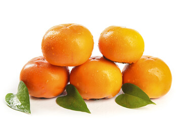 Fresh Fuping Persimmons from Shaanxi China on White Background with Water Droplets