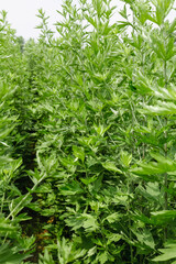 Wild Artemisia Herb Plants Growing in Fresh Green Meadow - Natural Botanical Background