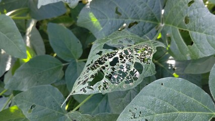 害虫による食害を受けた大豆の葉