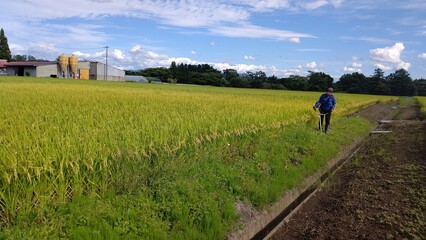 農道の草を刈る女性