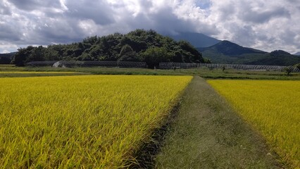 草刈り前の農地