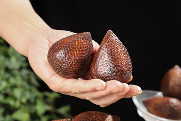 Fresh Bali Snake Fruit Salak in Hands - Exotic Tropical Fruit with Scaly Skin Texture