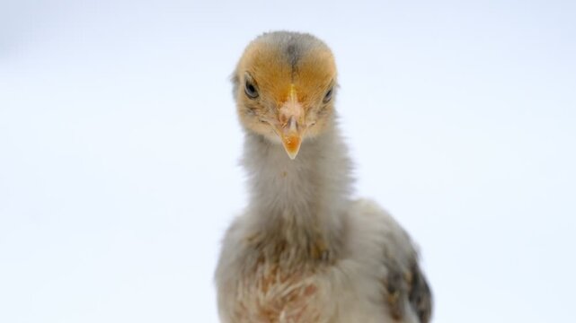 a gray chick isolated on a white background