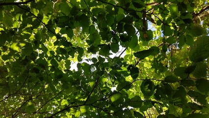 爽やかな新緑は陽の光を遮る