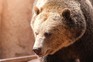brown grizzly bear portrait