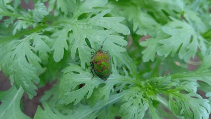 アカスジキンカメムシ