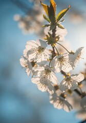 Fototapeta premium Blooming Branch: Delicately lit close-up captures the exquisite beauty of spring blossoms, showcasing the purity and freshness of nature's awakening, against a soft, sunlit sky.