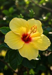 Hibiscus in Sunlight: A vivid yellow hibiscus flower, its delicate petals and striking red center catching the sunlight. Embodying the essence of tropical beauty and vibrant life.