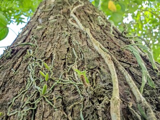 Green Climbing Vine on Tree Trunk in Tropical Forest