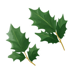 Two Sprigs of Holly Leaves, Botanical Illustration