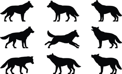 Silhouettes of wild wolves in various poses, running, standing, howling, isolated on white background, wildlife, nature, animal, predator