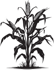 Corn plant silhouette with detailed leaves and ripe ear illustration on white background