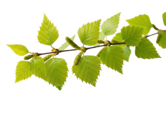 Extreme macro of delicate birch branch, vibrant green leaves, small buds, on transparent background with copy space, soft high-key light, concept of new beginnings and purity