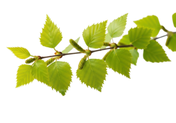 Extreme macro of delicate birch branch, vibrant green leaves, small buds, on transparent background with copy space, soft high-key light, concept of new beginnings and purity