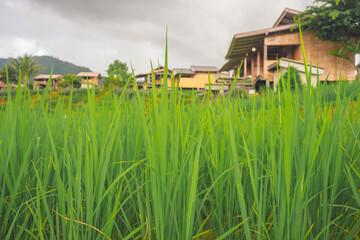 ecology travel with camping outdoor relax in rice field at chiangmai thailand in raining season