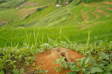 ecology travel with camping outdoor relax in rice field at chiangmai thailand in raining season