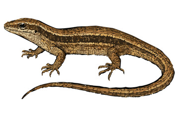 Eutropis multifasciata illustration