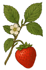Fragaria × ananassa illustration