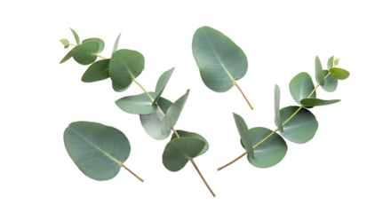 Multiple fresh eucalyptus leaves, presented from a clean top view, showcasing their serene green color and natural elegance scattered across a pristine white background