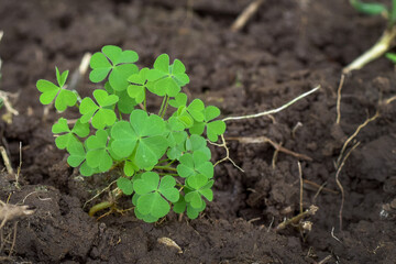 Clover (Marsilea) wild plant as a traditional herbal medicine