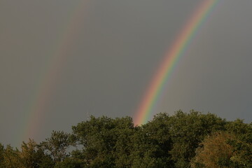 double rainbow over the treetops in the city, rainbow split after rain