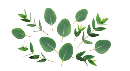 Overhead view of fresh green eucalyptus leaves and sprigs, a natural botanical arrangement scattered beautifully on a clean background, perfect for serene organic designs and wellness concepts