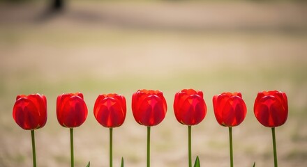 Obraz premium Vibrant Red Tulips in a Row against a Soft Background