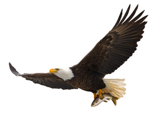bald eagle in flight Bald eagle side view soaring in flight,