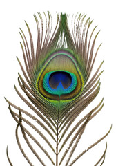 Fototapeta premium Extreme close-up of a vibrant peacock feather, iridescent eye spot, electric blue, emerald green, radiant gold rings, intricate barbs, on a transparent studio background, concept of natural beauty and