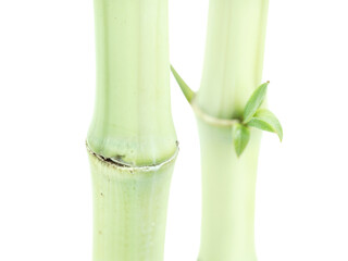 Fototapeta premium Bamboo stalks stand tall and vibrant, showing fresh green leaves emerging from the joints. This close-up captures the vitality and strength of the plant in a sunlit environment.