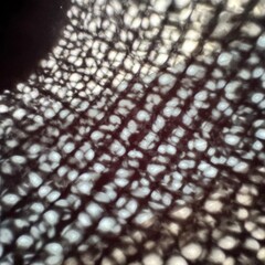 木漏れ日　光　繊維