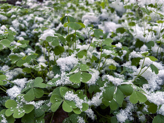 Green Clover or Wood Sorrel Plants Peeking Through Melting Snow