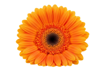 A vibrant orange gerbera daisy with delicate petals and a dark textured center, set against a transparent background with copy space, high-key studio lighting concept of natural beauty and purity