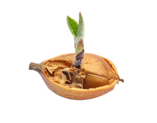 A whole onion with a green sprout growing from the top, set against a white background.