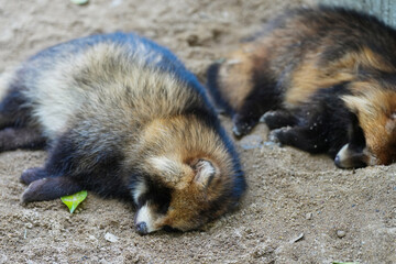 raccoon dog (nyctereutes procyonoides) sleeping on ground.